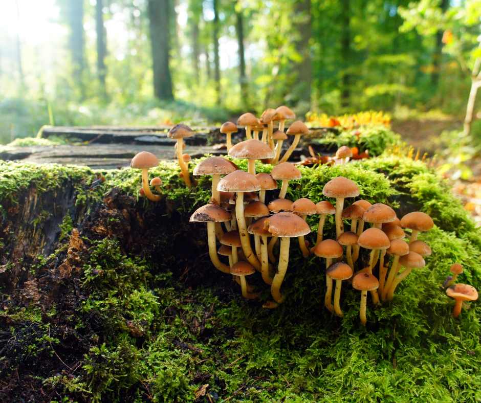 Alimentazione Energetica i funghi al sole