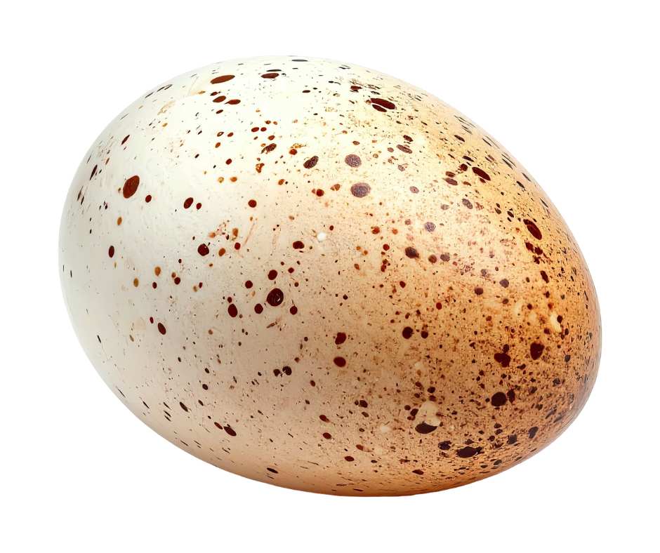 Uova e dieta_ il colore dell'uovo